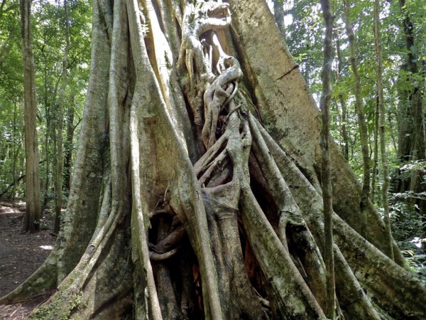 Strangler fig (Ficus aurea), Monteverde cloud forest, Costa Rica, Central America