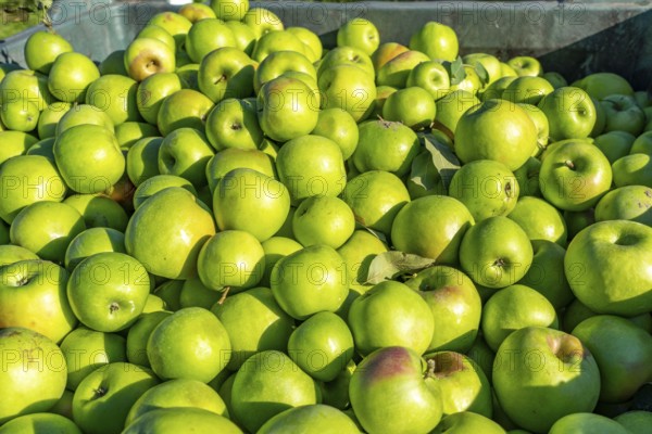 Apple-growing region in the Adige Valley, South Tyrol, large areas under cultivation, in South Tyrol over 18, 400 hectares, cultivated by over 7000 fruit growers, during the harvest season, Italy, Europe