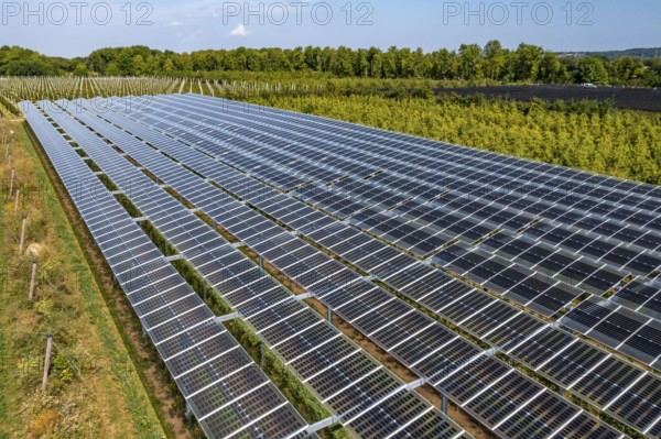 Agri-photovoltaic test plant, an apple orchard with two different systems of PV modules was roofed over 3000 square metres, rain and sunlight comes through, at the same time protection against hail and heavy rain, next to it are the same trees but without a solar roof, as a comparison object, how the PV roof affects the trees and harvest, the field test is accompanied by the Fraunhofer Institute for Solar Energy Systems ISE, in Grafschaft-Gelsdorf, Rhineland-Palatinate, Germany, Europe