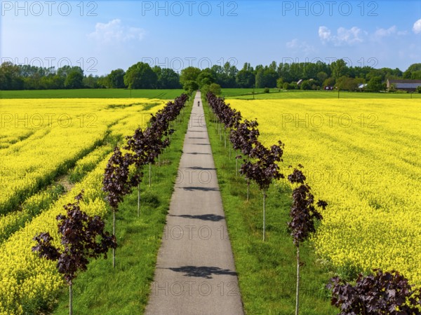 The avenue cycle path between Xanten and Marienbaum, Kalkar, on the Lower Rhine, former railway line, now part of a cycle path network, spring, rape field in bloom, Xanten, North Rhine-Westphalia, Germany, Europe