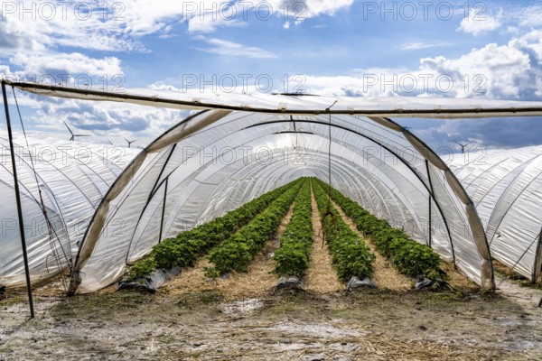 Agriculture, large areas with foil tunnels, for the cultivation of strawberries, wind farm, south of Lövenich, belongs to Erkelenz, in the district of Heinsberg, North Rhine-Westphalia, Germany, Europe