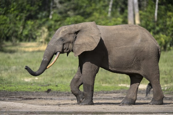 African forest elephant (Loxodonta cyclotis) in the Dzanga Bai forest clearing, Dzanga-Ndoki National Park, Unesco World Heritage Site, Dzanga-Sangha Complex of Protected Areas (DSPAC), Sangha-Mbaéré Prefecture, Central African Republic, Africa