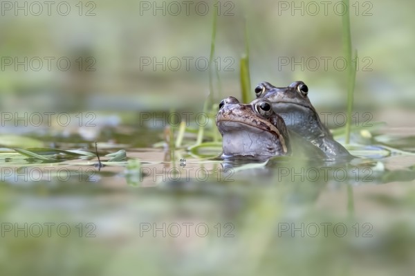 Two common frogs (Rana temporaria) in spawning waters, Austria, Upper Austria, Europe
