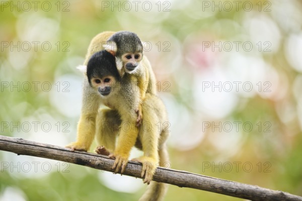 Common squirrel monkey (Saimiri sciureus) mother with her youngster, captive, distribution South America