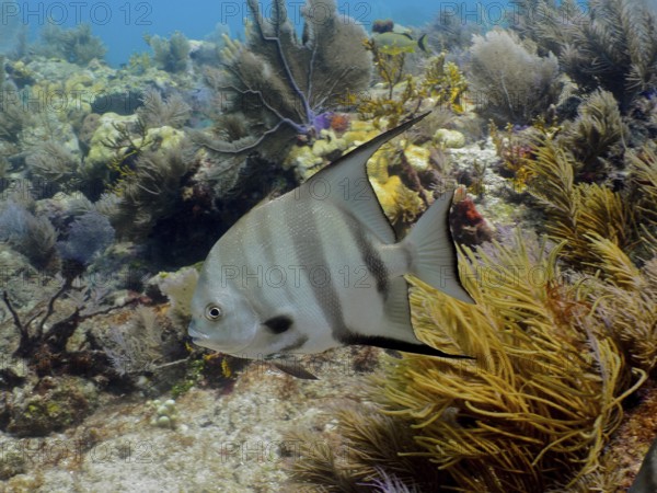 Atlantic spadefish (Chaetodipterus faber) in a typical Caribbean reef landscape. Dive site John Pennekamp Coral Reef State Park, Key Largo, Florida Keys, Florida, USA, North America