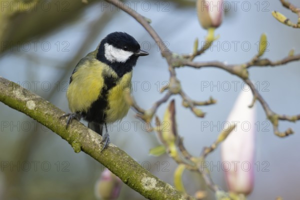 Great tit (Parus major) adult bird on a garden Magnolia tree branch with blossom in spring, England, United Kingdom, Europe