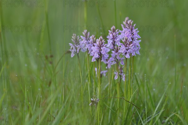 Moorland spotted orchid (Dactylorhiza maculata), flowering wild orchid, Lower Rhine, North Rhine-Westphalia, Germany, Europe