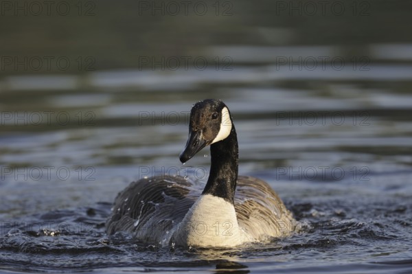 Canada goose (Branta canadensis) bathing, North Rhine-Westphalia, Germany, Europe