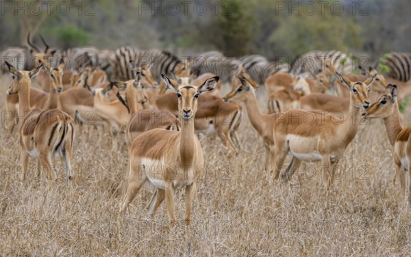 Herd of impala (Aepyceros melampus) in tall grass, black heeler antelope, Kruger National Park, South Africa, Africa