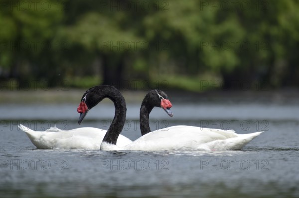 A pair of Black-necked swans (Cygnus melancoryphus) on a lake in a park in Buenos Aires, Argentina, South America