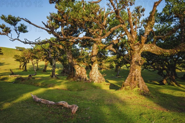 Centuries-old til trees in fantastic magical idyllic Fanal Laurisilva forest on sunset. Madeira island, Portugal, Europe