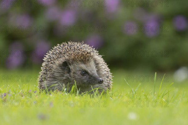 European hedgehog (Erinaceus europaeus) adult animal on a garden grass lawn in the summer, Suffolk, England, United Kingdom, Europe