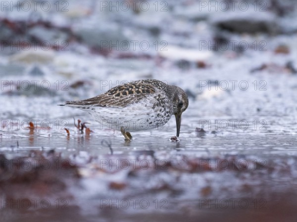 Purple sandpiper (Calidris maritima), foraging along the Arctic Ocean shoreline at low tide, in the rain, May, Varanger Fjord, Norway, Europe