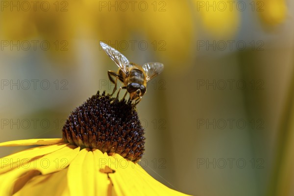 Hoverfly (Syrphidae) sits on a sunflower (Rudbeckia hirta), Baden-Württemberg, Germany, Europe