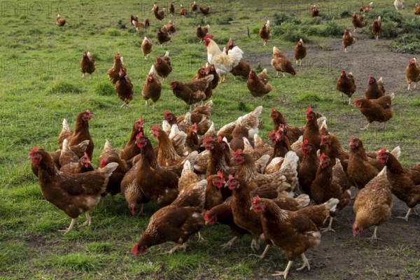 Chickens in a meadow (Gallus gallus domesticus), Münsterland, North Rhine-Westphalia, Germany, Europe