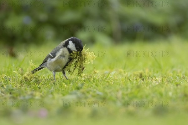 Great tit (Parus major) adult bird collecting moss from a garden lawn for nesting material, Suffolk, England, United Kingdom, Europe