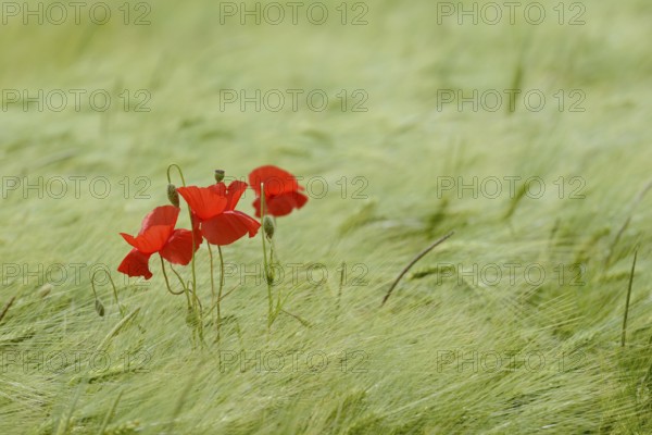 Poppy flower (Papaver rhoeas) in a cereal field, North Rhine-Westphalia, Germany, Europe
