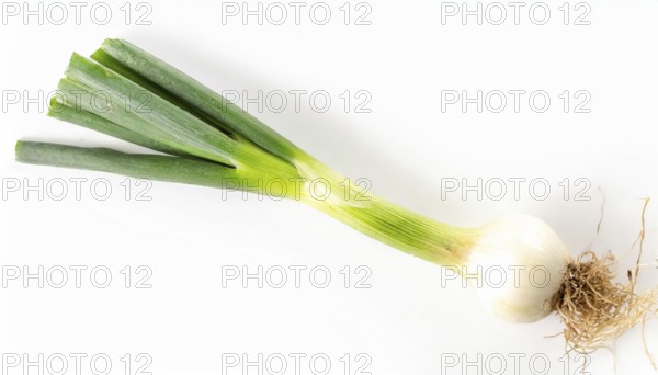 Vegetable, spring onion or spring onion, also known as winter onion, Allium fistulosum