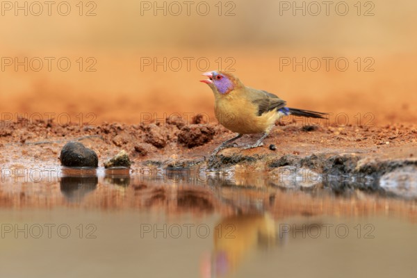 Garnet deer (Granatina granatina), adult, female, drinking, at the water, Kruger National Park, Kruger National Park, Krugerpark, South Africa, Africa