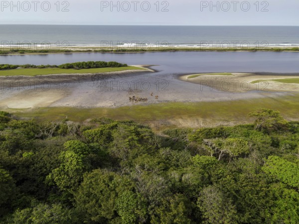 Red buffalo or forest buffalo (Syncerus nanus) on a beach in Loango National Park, Parc National de Loango, Atlantic Ocean, aerial view, Ogooué-Maritime Province, Gabon, Africa