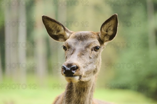 Red deer (Cervus elaphus) hind, portrait, Bavaria, Germany, Europe