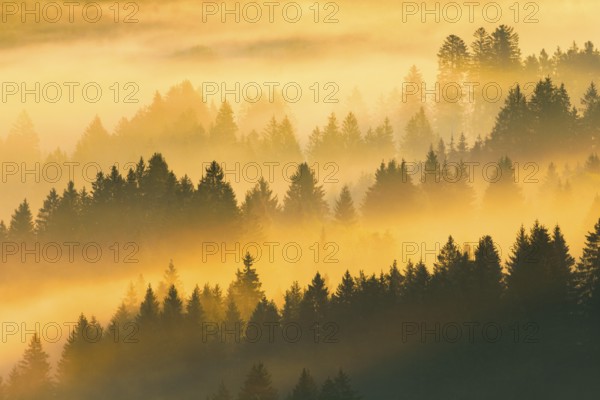 Fog and forest in Oberägeri in the canton of Zug, Switzerland, Europe