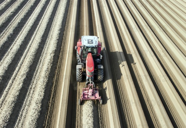 An aerial photo shows a tractor in a large asparagus field. Preparations for the asparagus season. The soil is loosened with a tiller at the front of the tractor, the rear tiller of the tractor creates the typical asparagus mound, Klaistow, Germany, Europe