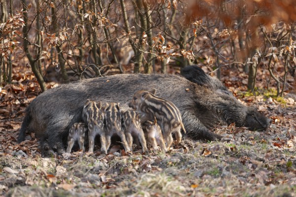 Wild boar, wild boar (Sus scrofa), a female lies on the ground and suckles young boars in the forest, Germany, Europe