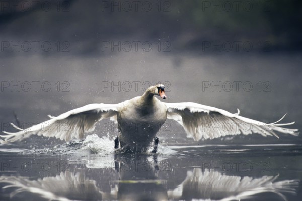 Mute swan. Cygnus olor. A swan lands on a river. Forest of La Wantzenau. Region of Alsace. France