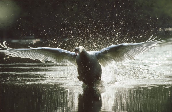 Mute swan. Cygnus olor. A swan takes flight. Forest of La Wantzenau. Region of Alsace. France