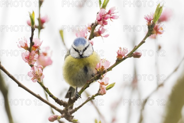 A blue tit (Parus caeruleus) sitting on a blossoming branch with pink flowers in spring light, Hesse, Germany, Europe