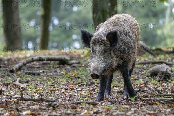 Wild boar (Sus scrofa), Vulkaneifel, Rhineland-Palatinate, Germany, Europe
