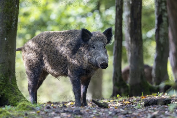 Wild boar (Sus scrofa), Vulkaneifel, Rhineland-Palatinate, Germany, Europe