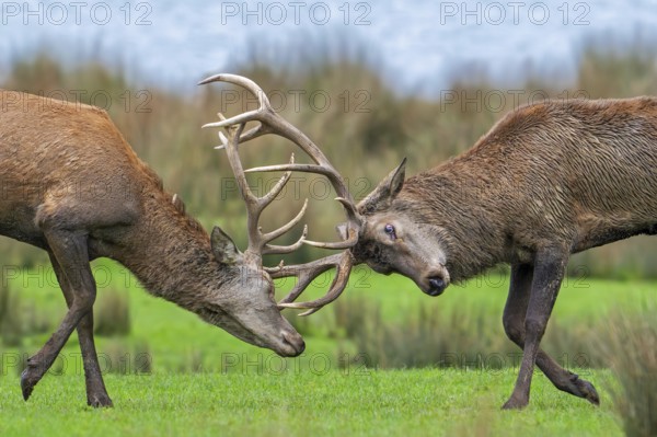 Two rutting red deer (Cervus elaphus) stags fighting by locking antlers during fierce mating battle in grassland during the rut in autumn