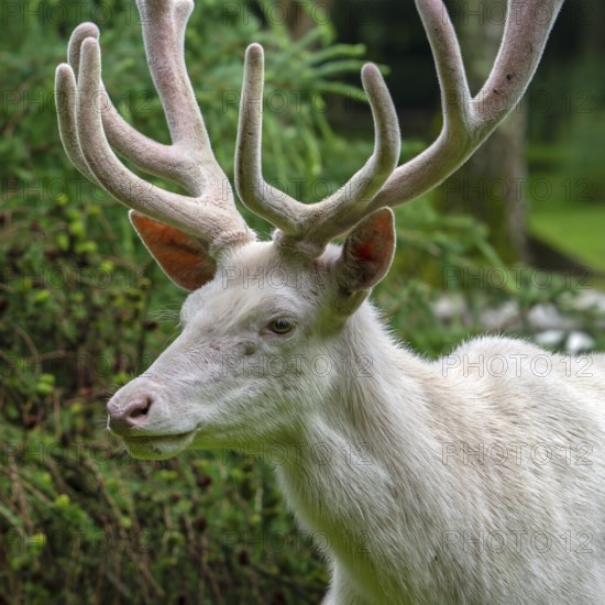 Leucistic red deer (Cervus elaphus) stag, white morph at forest edge with antlers covered in velvet in late spring
