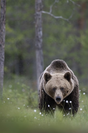 Brown bear (Ursus arctos) in the Finnish taiga, Kuusamo, Finland, Europe
