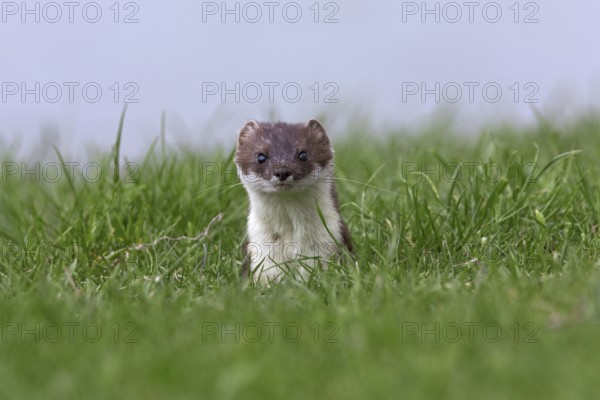 European Stoat, Ermine (Mustela erminea) close-up in field, Austria, Europe