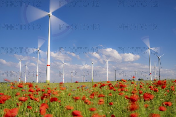 Wind farm, field with flower strips, insect-friendly border of fields with mixed flowers, poppies, north of Marsberg, Hochsauerlandkreis, North Rhine-Westphalia, Germany, Europe