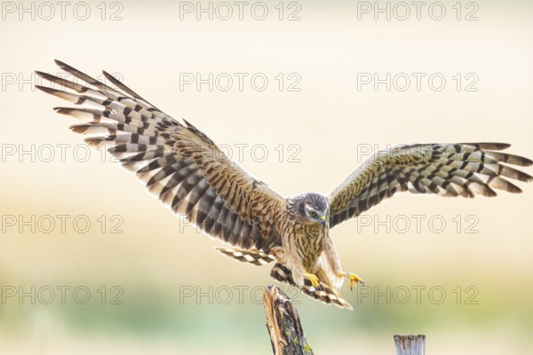 Montagu's harrier (Circus pygargus) wbl Germany