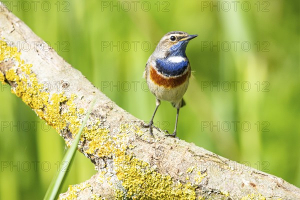 Bluethroat (Luscinia svecica cyanecula) Male Germany