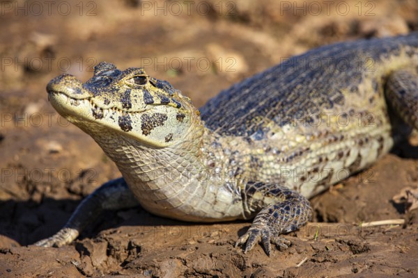 Spectacled caiman (Caiman crocodilius) Panatanal Brazil