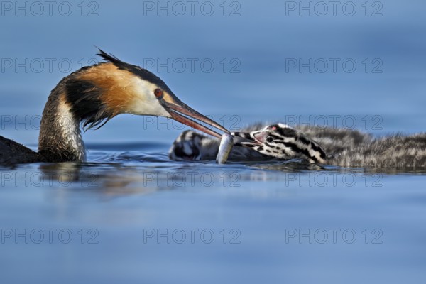 Great Crested Grebe (Podiceps Scalloped ribbonfish), feeding a chick with fish, swimming in the water, Lake Zug, Canton Zug, Switzerland, Europe