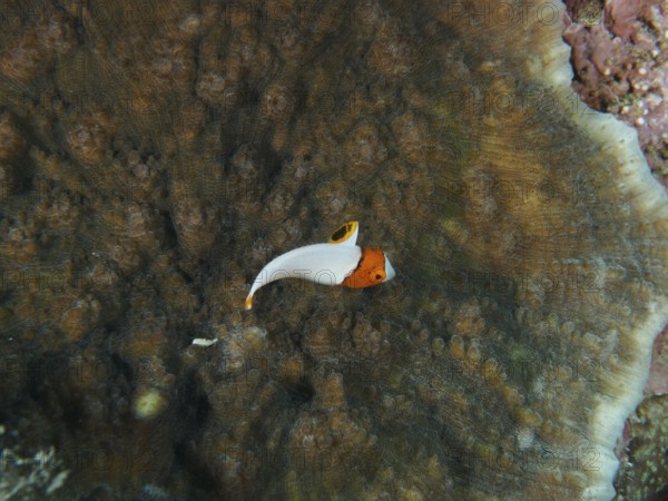 Small orange and white fish, spotted parrotfish (Cetoscarus ocellatus) juvenile, over a plate coral, dive site Close Encounters, Permuteran, Bali, Indonesia, Asia