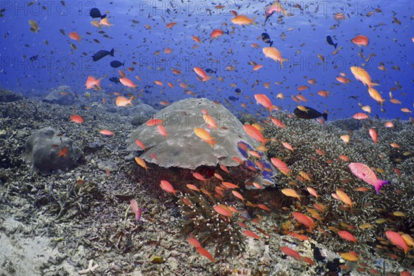 Hundreds of colourful fish, jewelled bannerfish (Pseudanthias squamipinnis), swimming lively over a coral reef, dive site SD, Nusa Ceningan, Nusa Penida, Bali, Indonesia, Asia