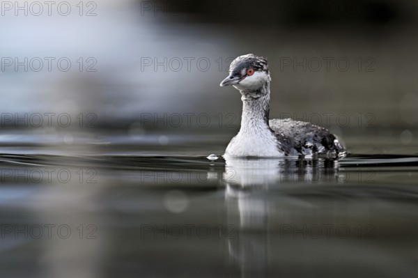 Slavonian grebe (Podiceps auritus), adult, in a white plumage, winter plumage, swimming in Lake Zug, Switzerland, Europe