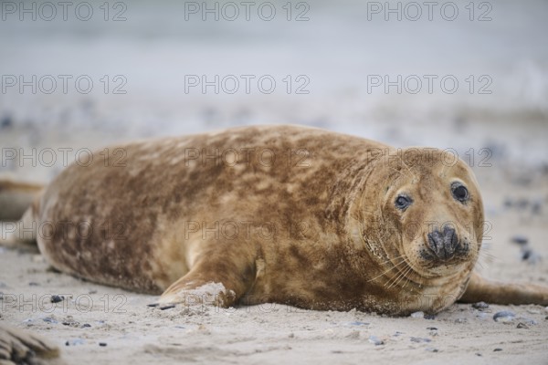 Grey seal (Halichoerus grypus) lying on the beach, Düne, Helgoland, Schleswig-Holstein, Germany, Europe