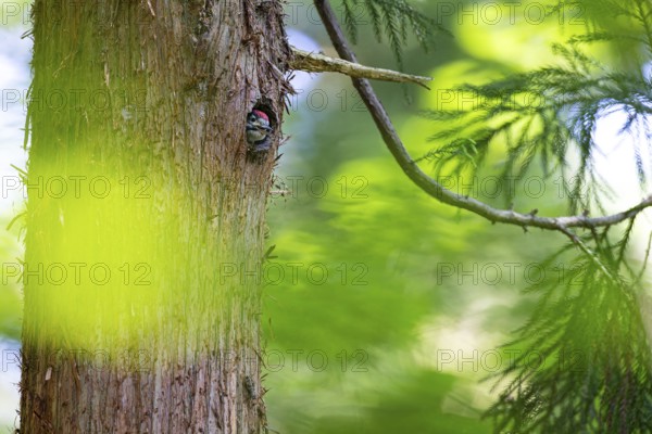 Great spotted woodpecker (Dendrocopos major), begging almost fledged young bird looking out of its nesting cavity, Bad Homburg, Hesse, Germany, Europe