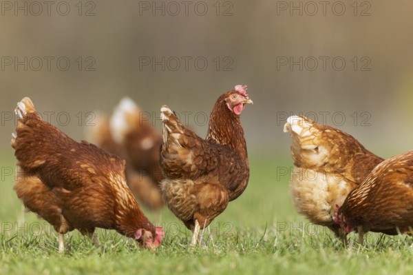 A group of chickens standing peacefully in a meadow, domestic fowl, Rhineland-Palatinate, Germany, Europe