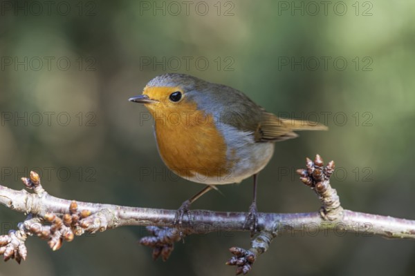 A robin (Erithacus rubecula) sitting on a branch in a natural environment, Baden-Württemberg, Germany, Europe