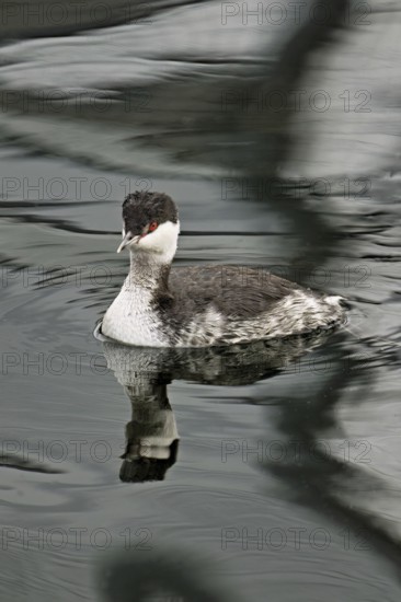 Slavonian Grebe (Podiceps auritus), adult, in adult plumage, winter plumage, swimming in Lake Zug, Switzerland, Europe